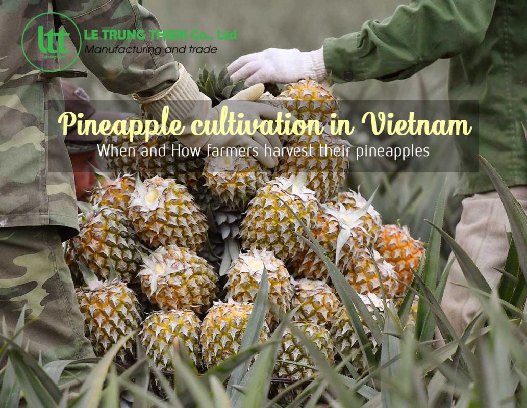 pineapple cultivation in vietnam