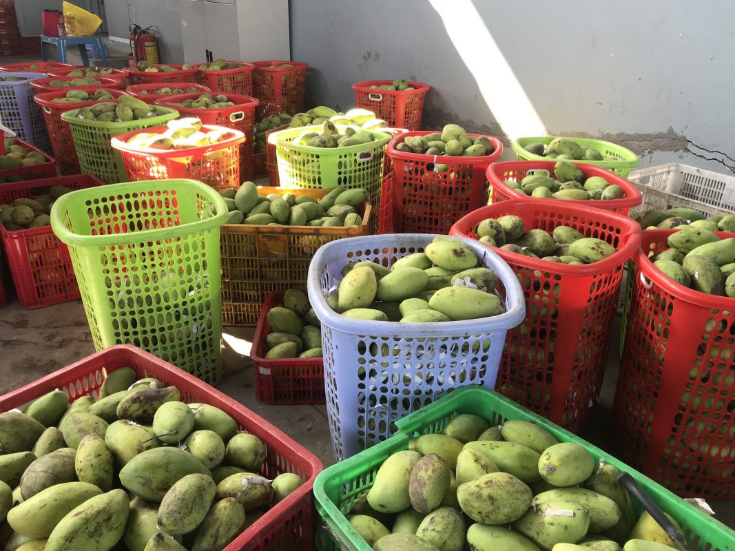 mango fruit for produce dried mango